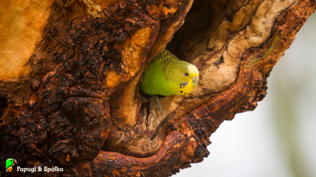Papużka falista w naturalnej dziupli