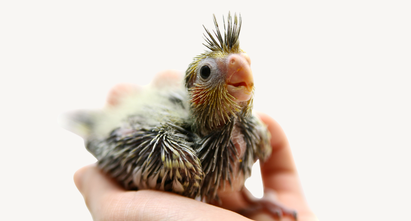 Papuga nimfa - piskle