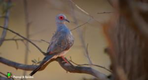 Gołąbek diamentowy w naturze