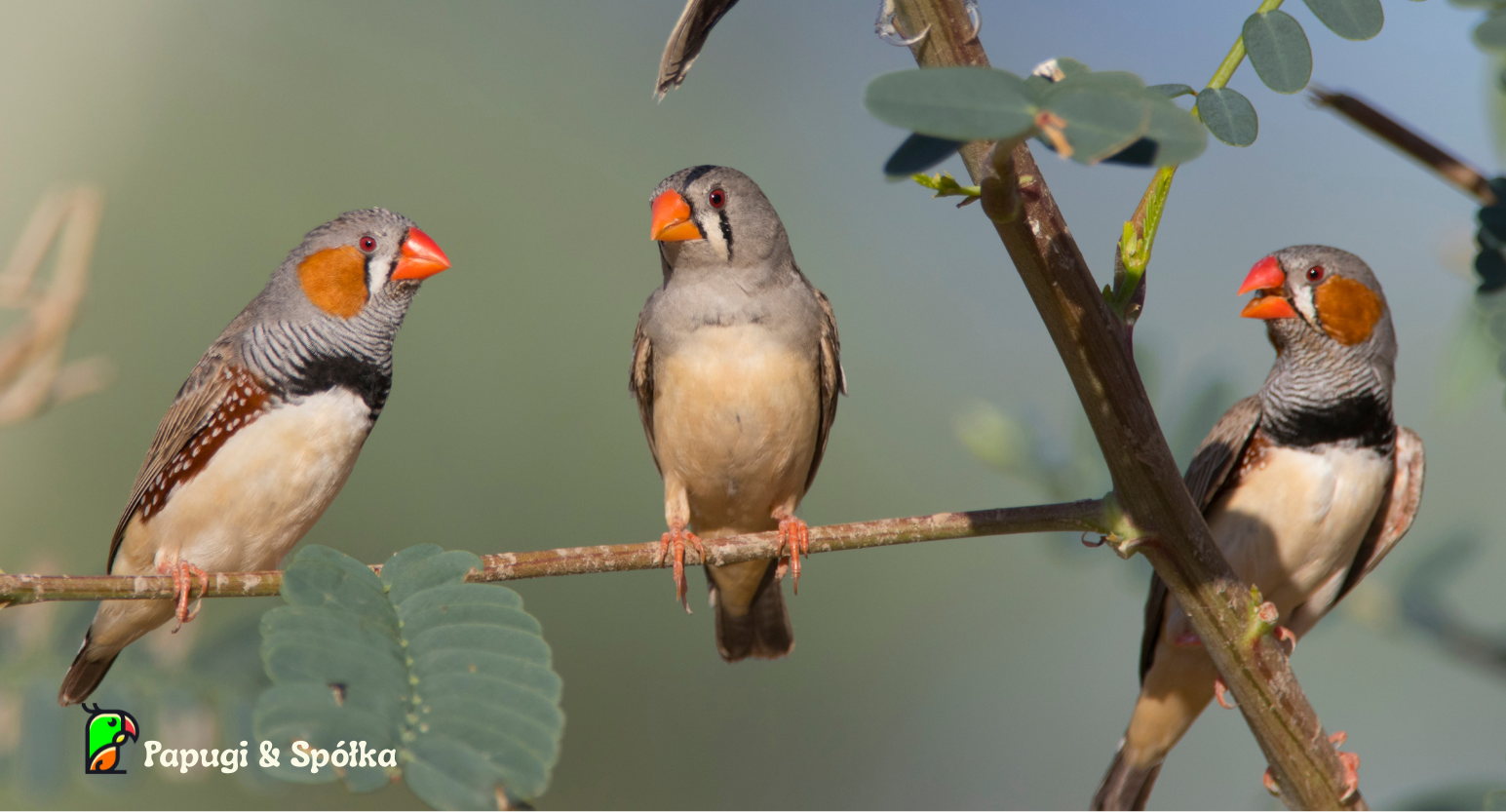 Zeberka Australijska taeniopygia guttata