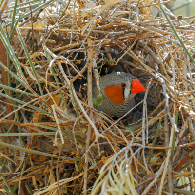 Zeberka w naturalnym gnieździe