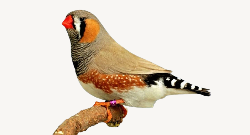 Amadyna zebrowata - samiec w typie wystawowym