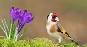 Szygieł jako ilustracja tekstu - Hodowla ptaków europejskich