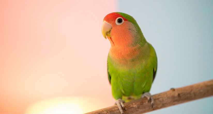 Nierozłączka Czerwonoczelna