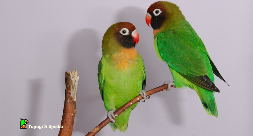 Nierozłączka czarnolica (Agapornis nigrigenis)