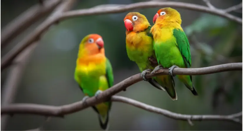 nierozłączki fischera siedzące na drzewie