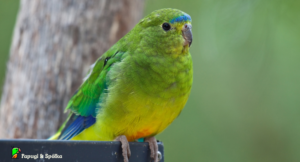 Łąkówka krasnobrzucha (Neophema chrysogaster)