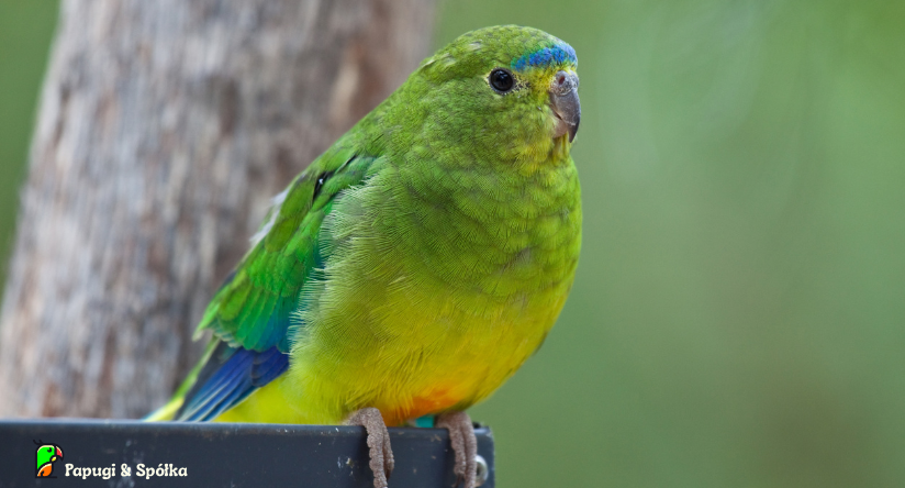 Łąkówka krasnobrzucha (Neophema chrysogaster)