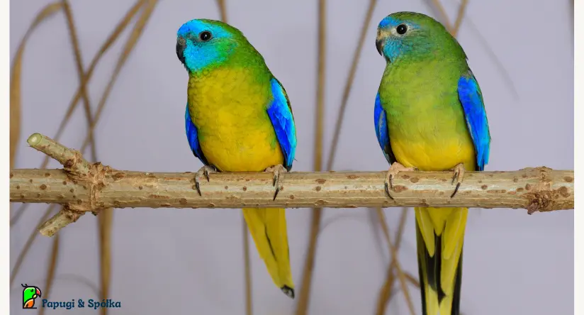 Łąkówka turkusowa (Neophema pulchella)