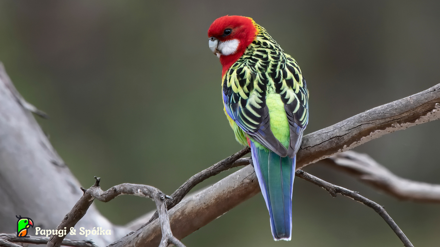 Rozella białolica - Platycercus eximius) - ptak w naturze