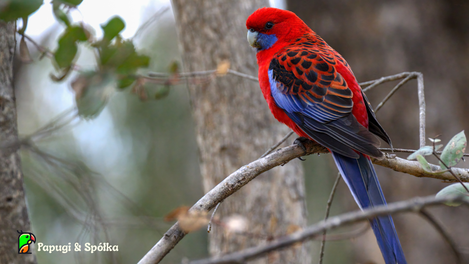 Rozella królewska (Platycercus elegans) w naturalnym środowisku