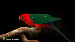 Szkarłatka królewska Alisterus scapularis