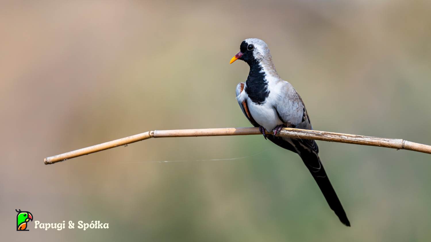 Turkaweczka czarnogardła (Oena capensis) - samiec