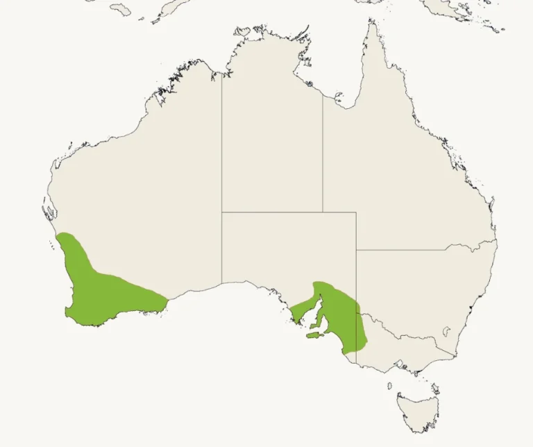 łąkówka modrobrewa (Neophema elegans) - mapa występowania w naturze.