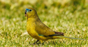 łąkówka skalna w naturalnym środowisku