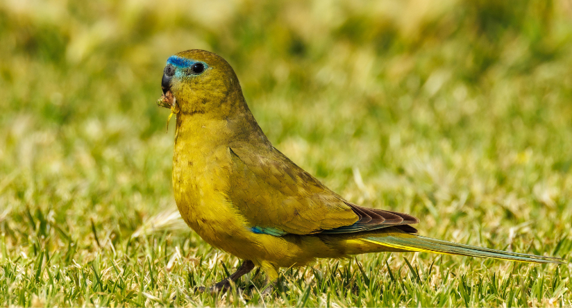 łąkówka skalna w naturalnym środowisku
