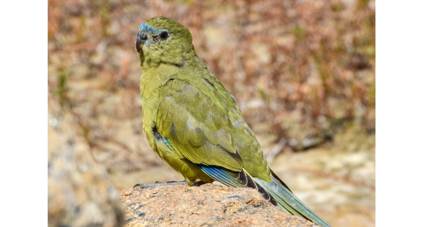 łąkówka skalna Neophema petrophila
