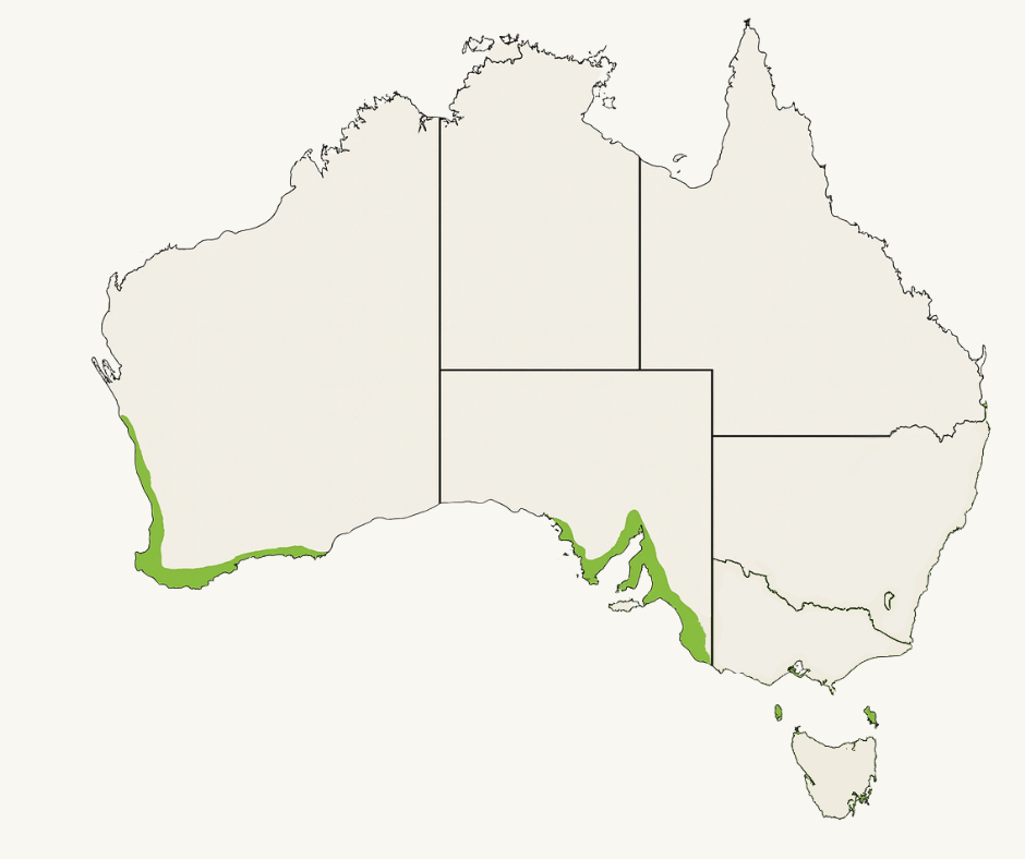 Łąkówka Skalna - mapa występowania w naturze