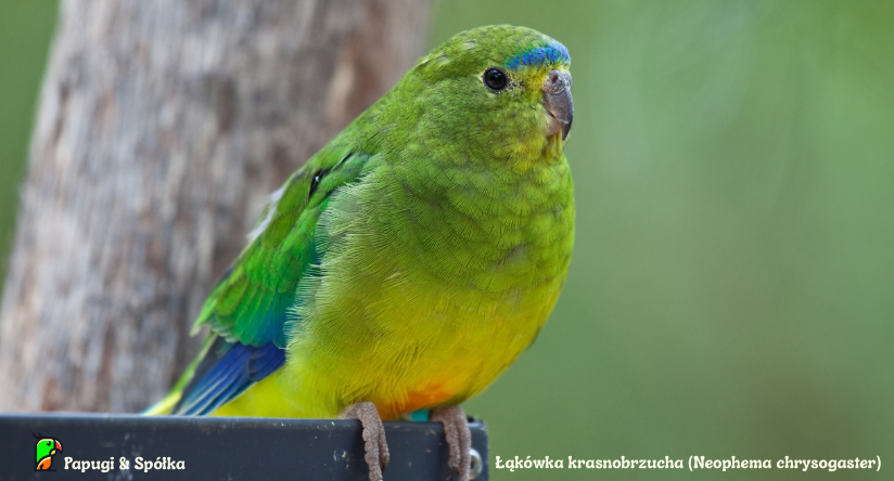 Najbardziej zagrożony gatunek Łąkówki - łąkówka krasnobrzucha