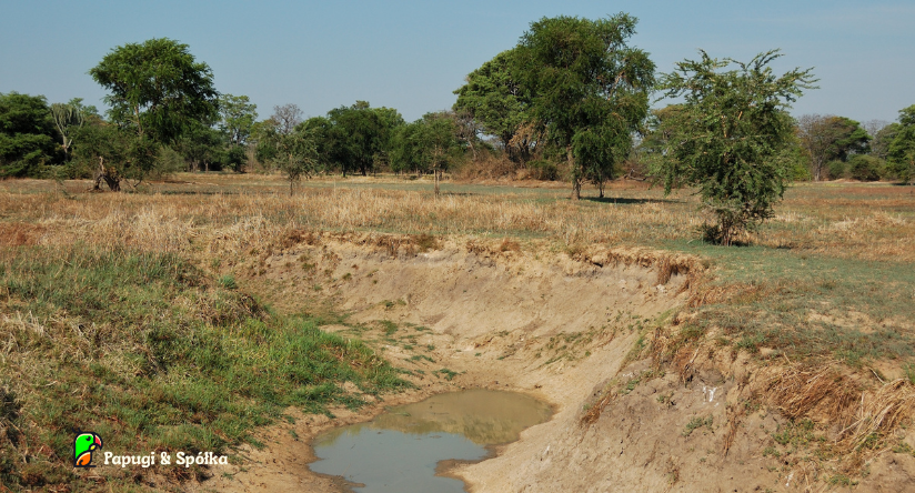 Nierozłączka czarnolica - Naturalny biotop