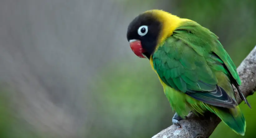 Nierozłączka czarnogłowa Agapornis personatus