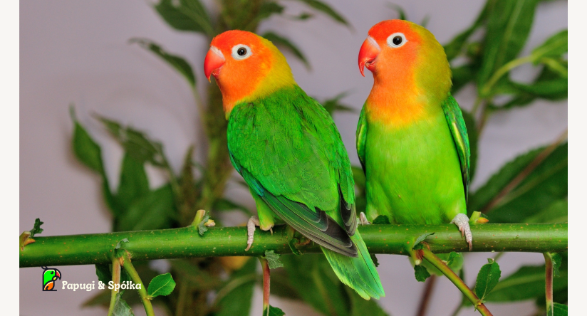 nierozłączka krasnogłowa – Agapornis lilianae