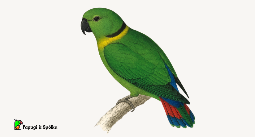 Nierozłączka liberyjska