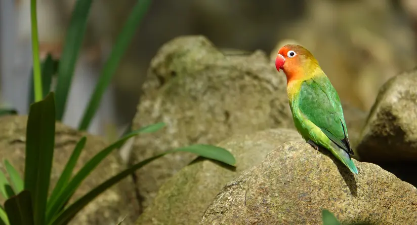 Nierozłączka rudogłowa w ciepłym świetle zachodzącego słońca