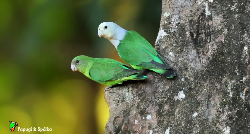 Nierozłączka siwogłowa -Agapornis canus. Samica z samcem