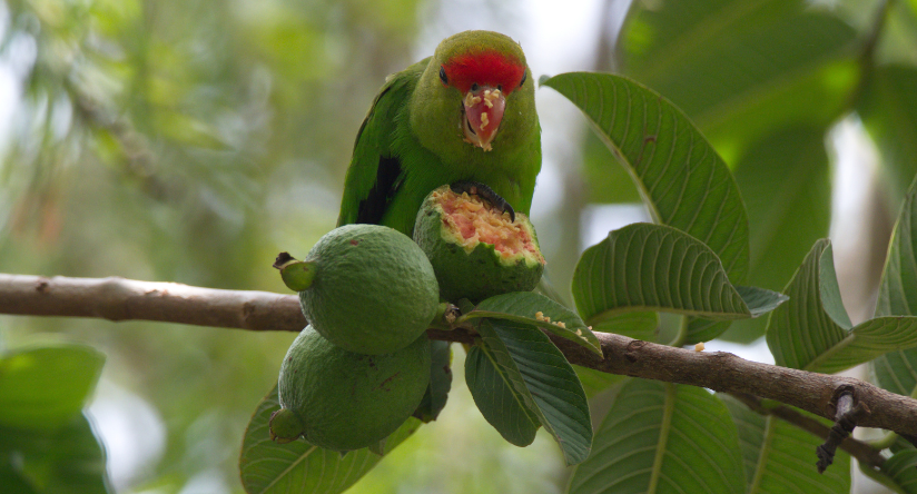 Nierozłączka Taranta w naturalnym środowisku, podczas zjadania owoców