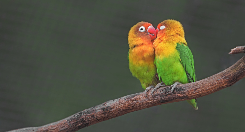 Nierozłączki fischera (rudogłowa)