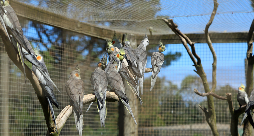 Nimfa - Stado papug w wolierze