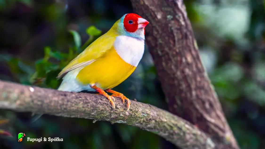 Amadyna wspaniała w mutacji żółtej
