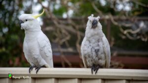 PBFD - Choroba dzioba i piór papug (PBFD)