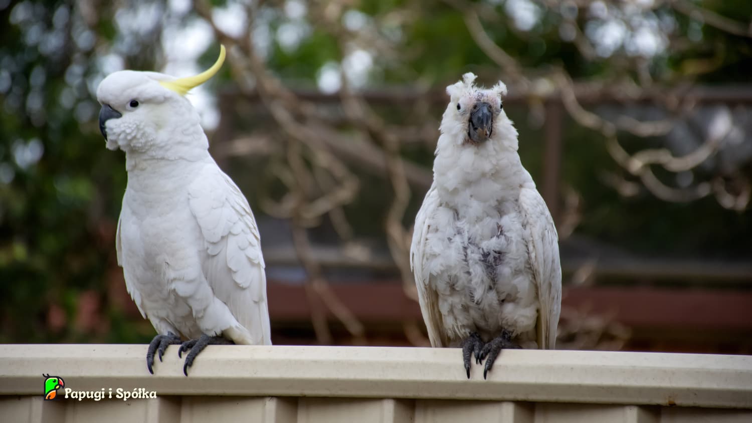 PBFD - Choroba dzioba i piór papug (PBFD)