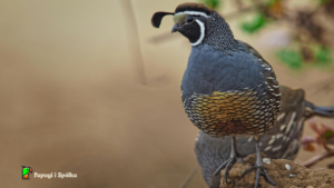 Przepiór kalifornijski (Callipela californica) - samiec