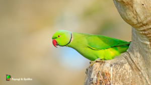 papugi aleksanretty - aleksandretta obrożna