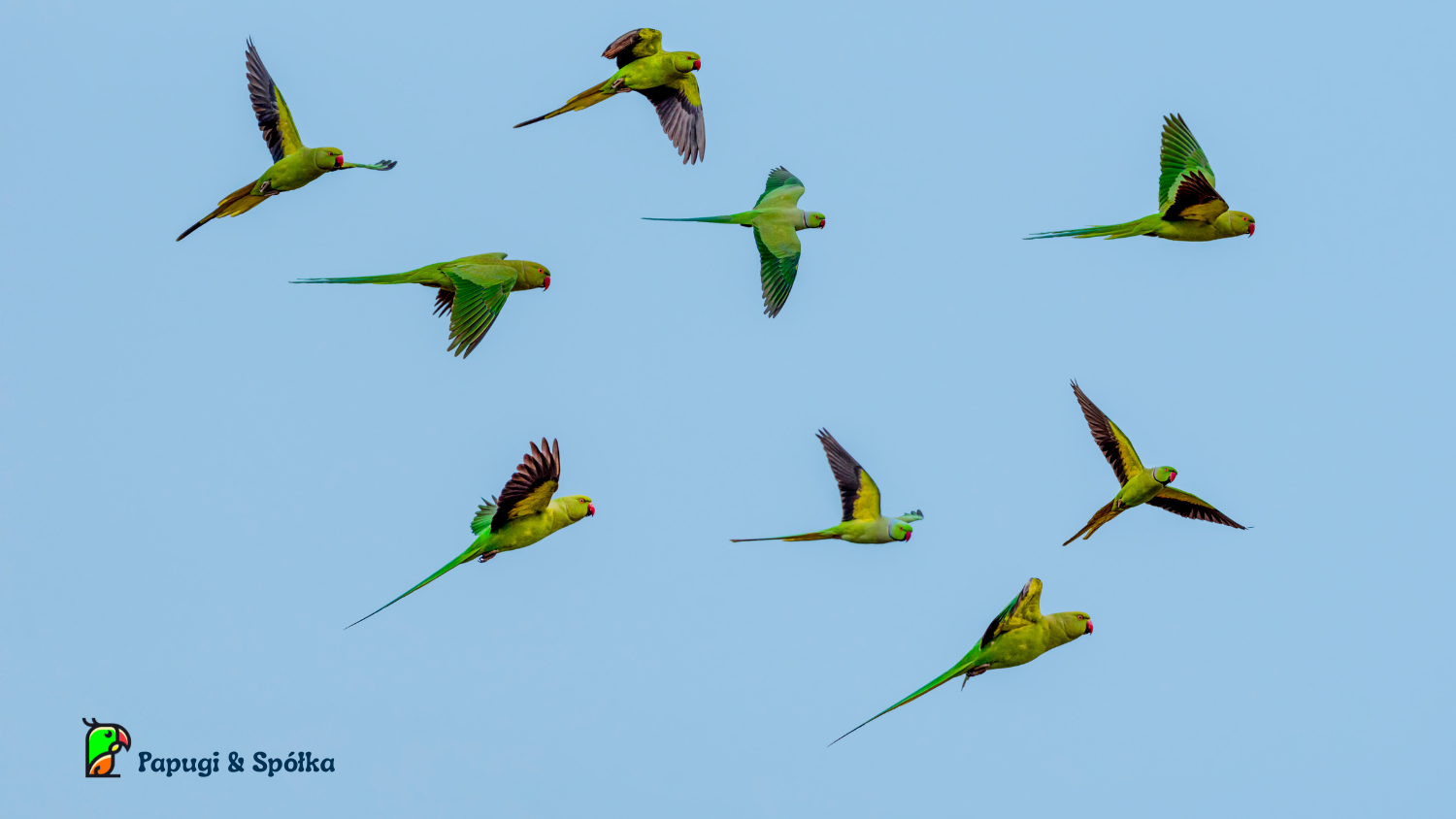 papugi aleksandretty - lecące stado