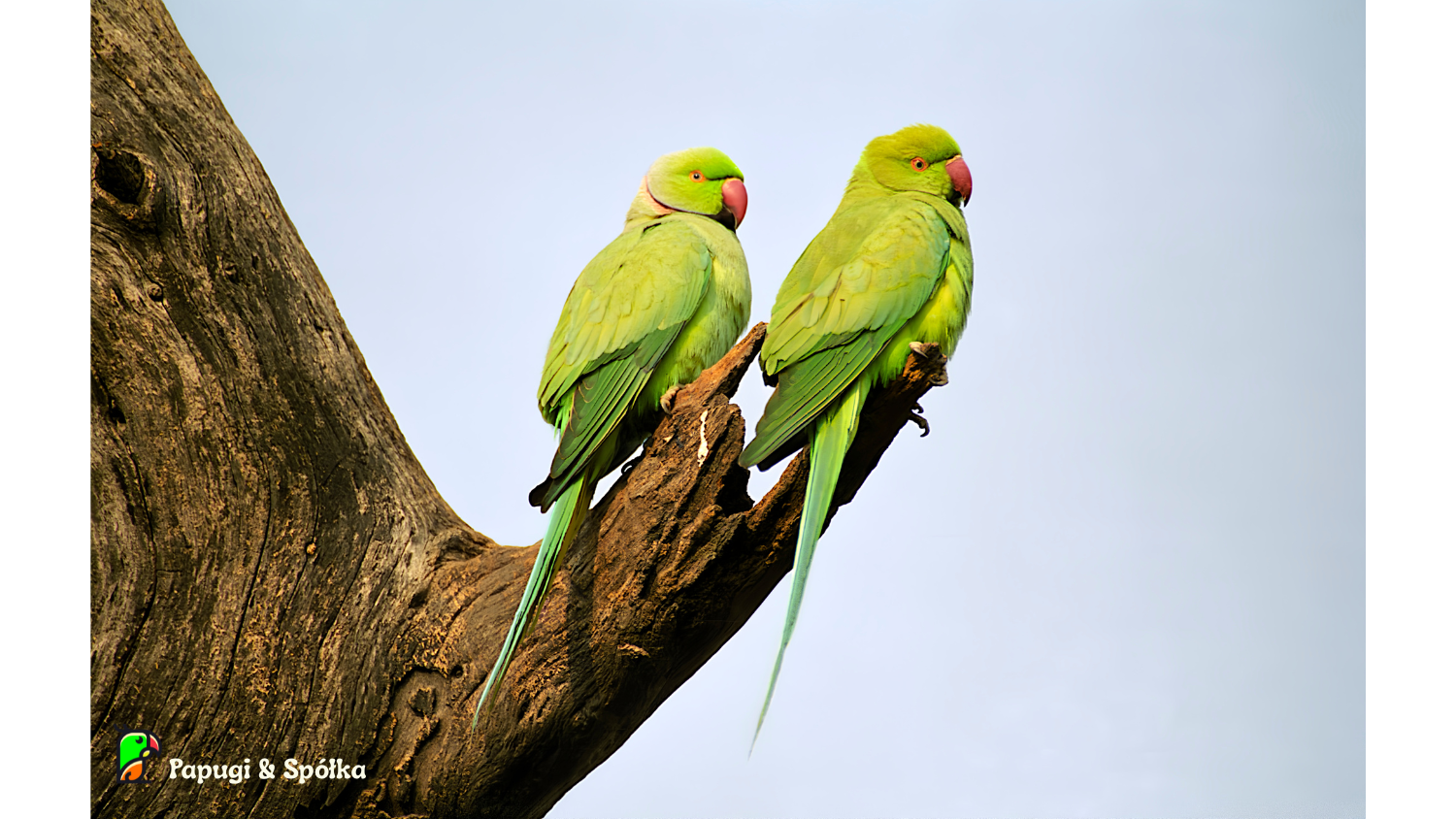 papugi aleksandretty - para w naturalnym środowisku