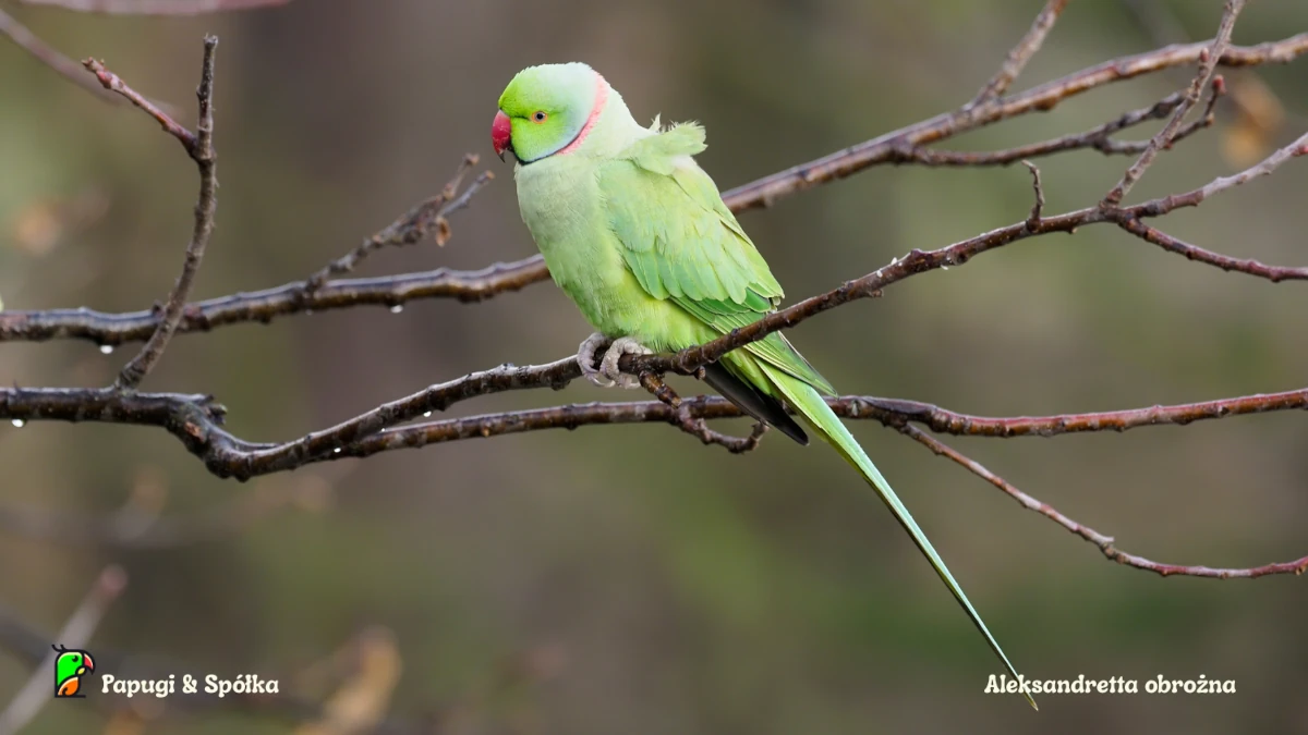 Aleksandretty to ptaki o wielu twarzach - aleksandretta obrożna