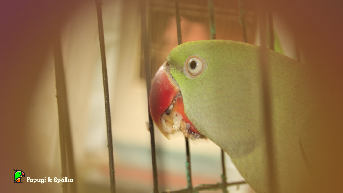 aleksandretta w klatce