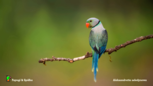 Aleskandretty to wiele pięnych papug ja ta aleksandretta seledynowa