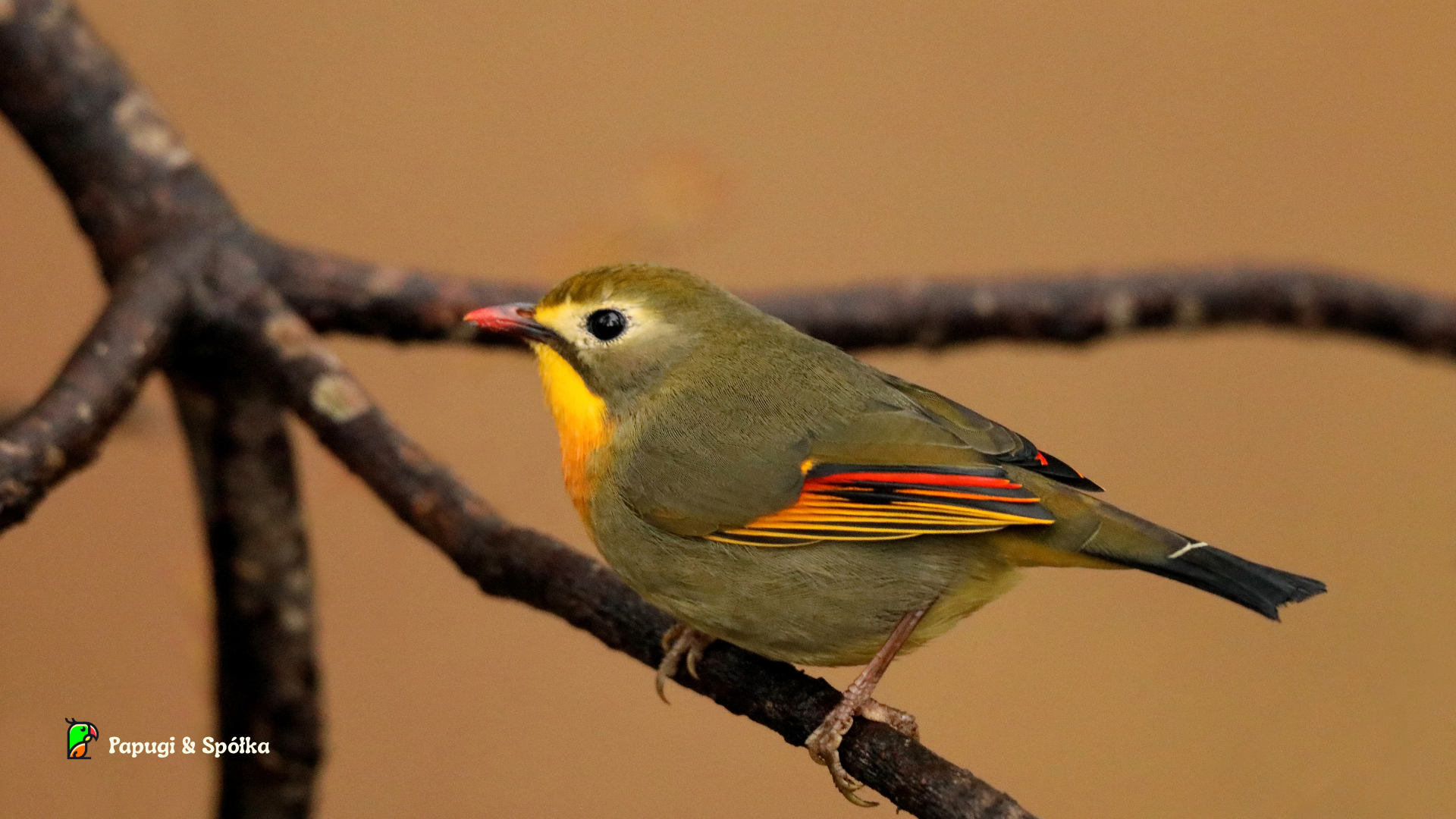 Słowik chiński (Leiothrix lutea)