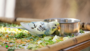 Co jedzą papugi faliste? Jedząca papużka falista