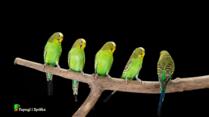 Historia papużki falistej - paużki w kolorze zielonym