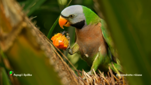 Żywienie papugi aleksandretty różanej