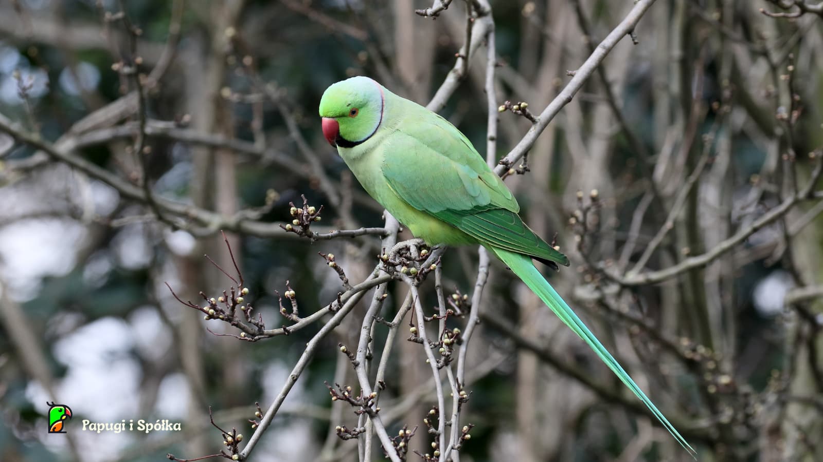 aleksandretta obrożna - samiec