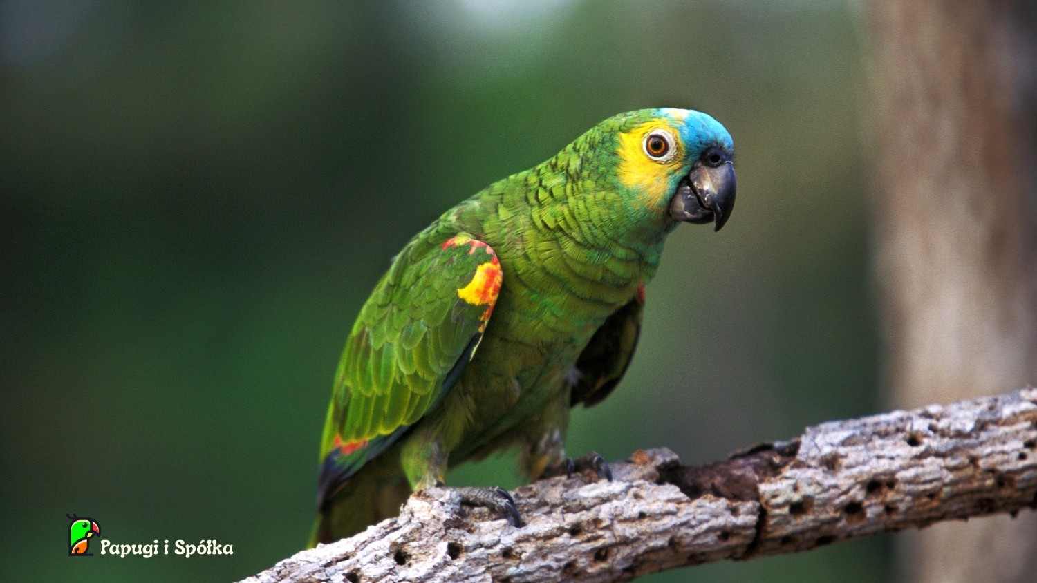 Amazonka niebieskoczelna