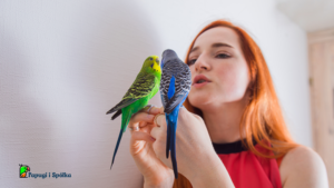 Papugi domowe - Kobieta z papugami na rękach