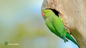 Rozmnażanie aleksandretty - ptak przy dziupli